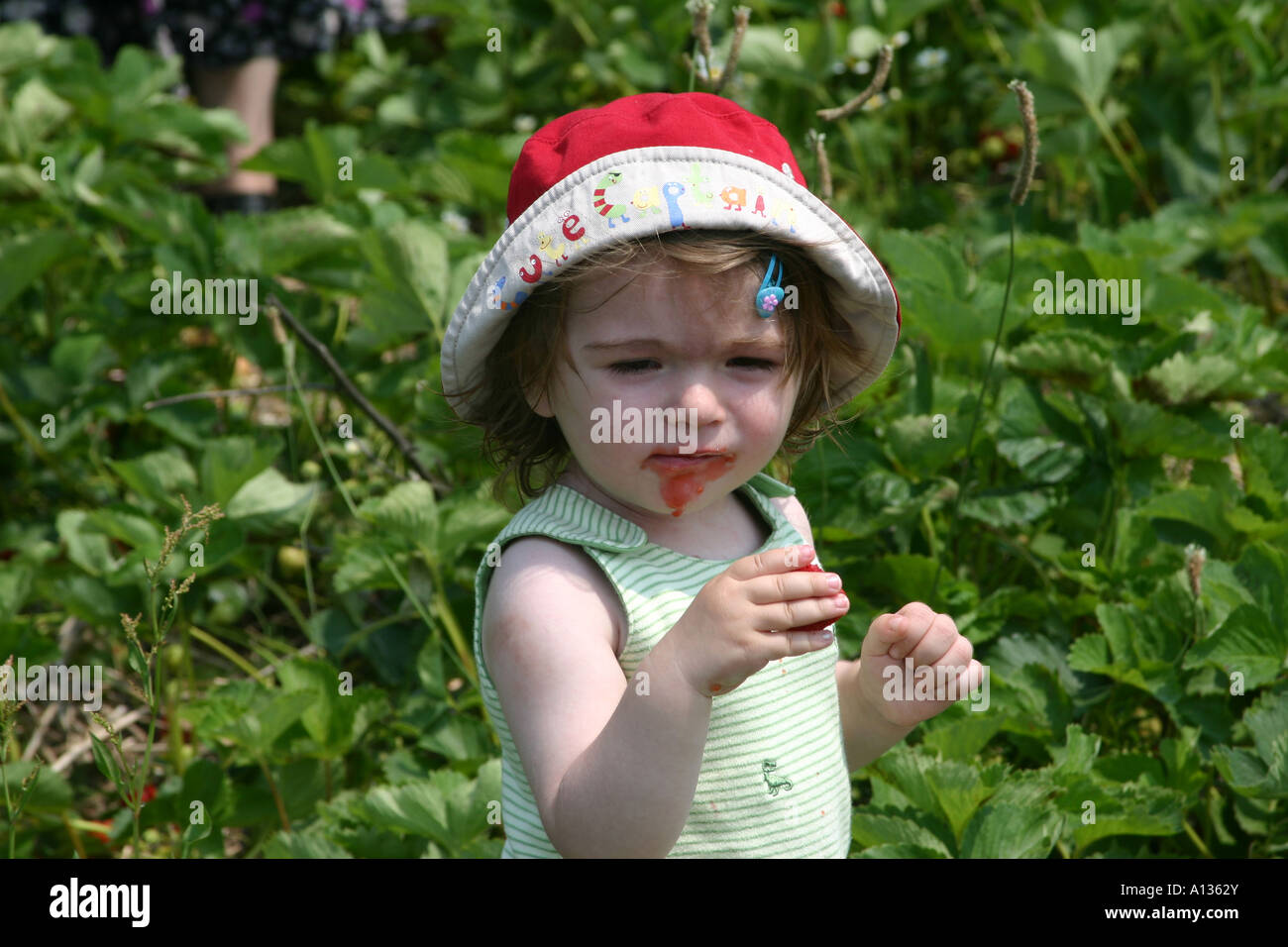 Cute girl eating strawberry Stock Photo - Alamy