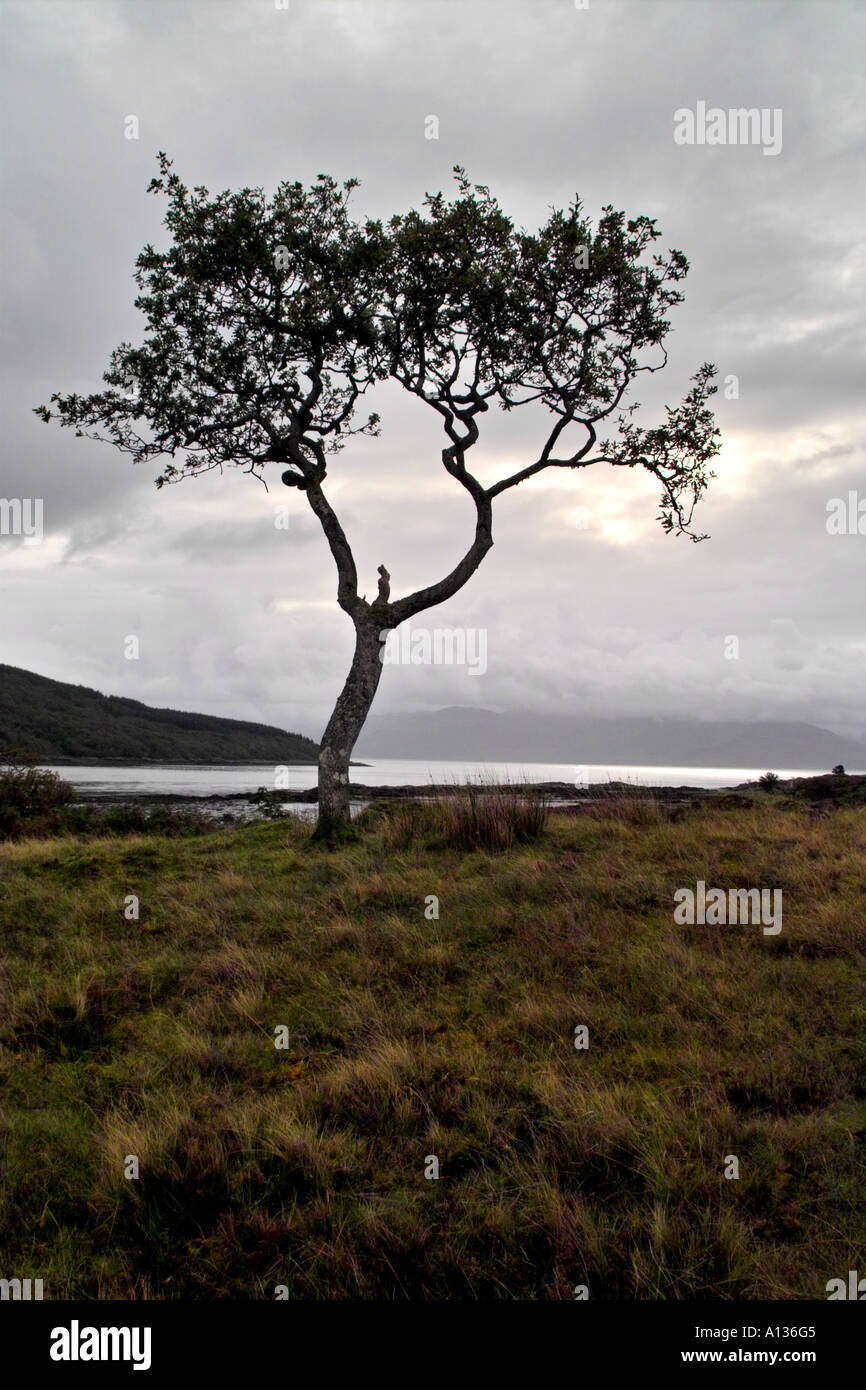 Rowan Tree Isle Of Skye Stock Photo 5787524 Alamy