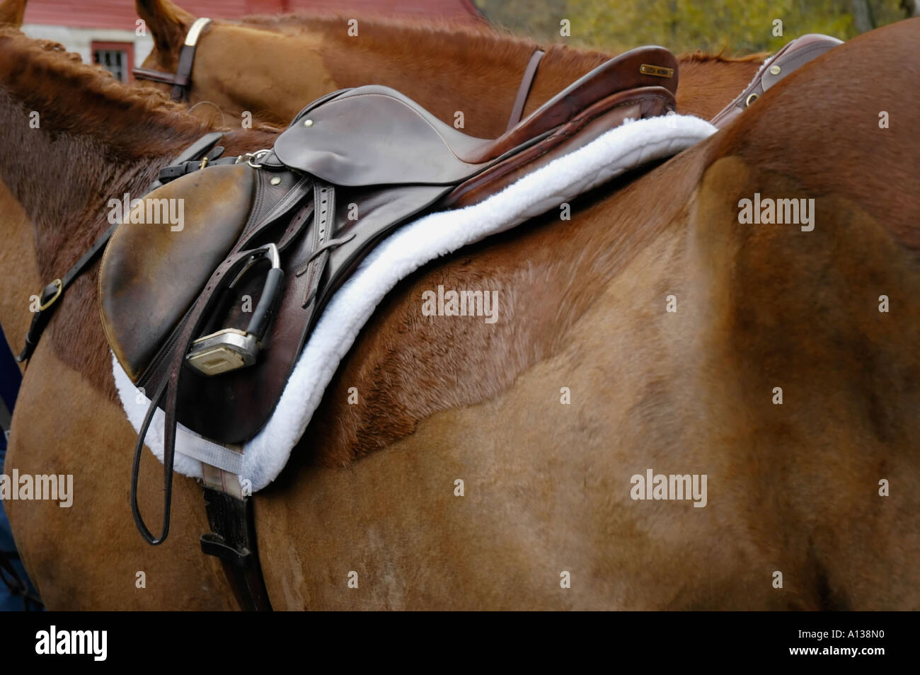 English saddle on a horse Stock Photo Alamy