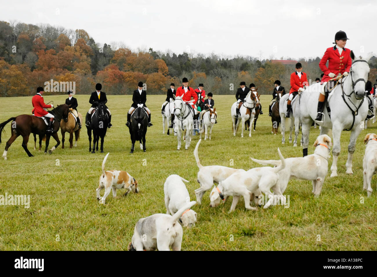Huntsman with foxhounds and riders Stock Photo