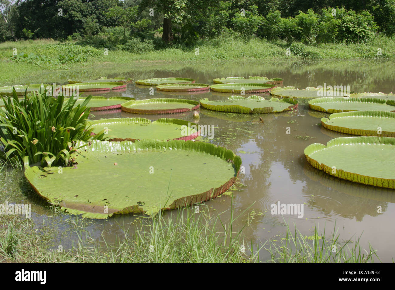 Botanical garden kolkata india hires stock photography and images Alamy