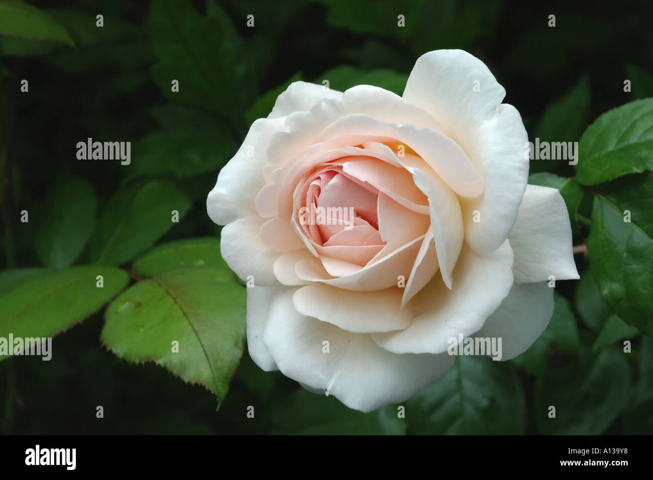 Hybrid tea rose 'Sebastian Kneipp' Stock Photo