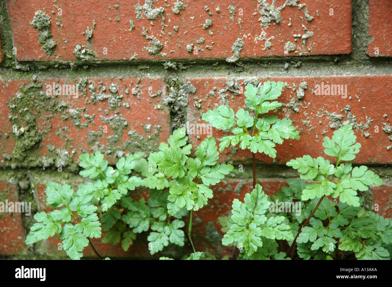 Weeds wall hi-res stock photography and images - Alamy