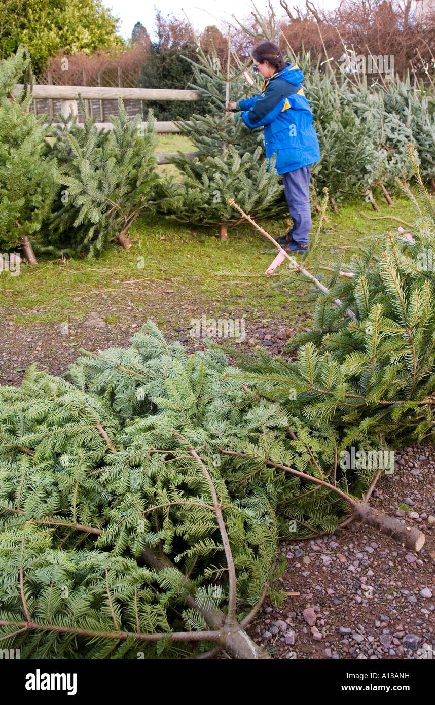 Woman choosing Christmas tree at garden centre Wales UK Stock Photo