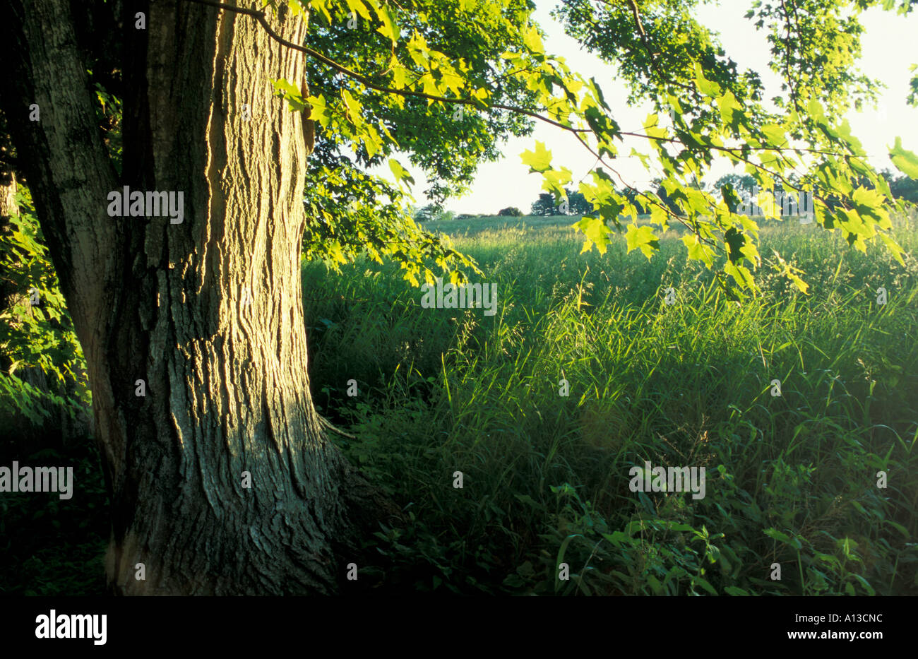 Hampton NH Branches from a sugar maple hang over the edge of a hay