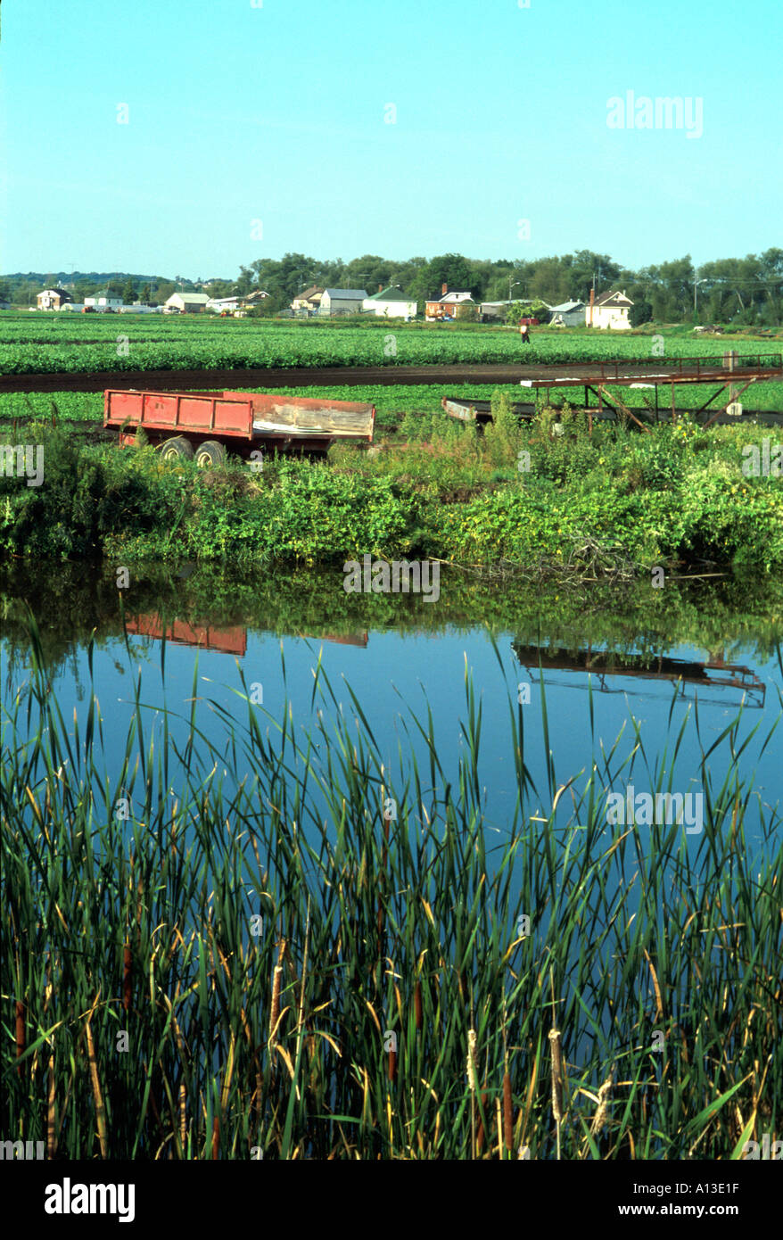 Holland Marsh Ontario Stock Photo Alamy
