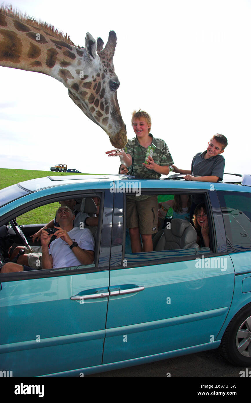 Visitors feeding giraffe from their car, West Midland Safari Park, Bewdley, Hereford and Worcester, West Midlands, England Stock Photo
