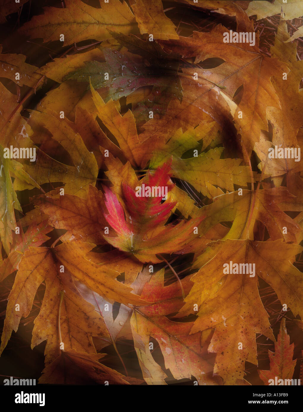 Swirl of leaves Stock Photo - Alamy