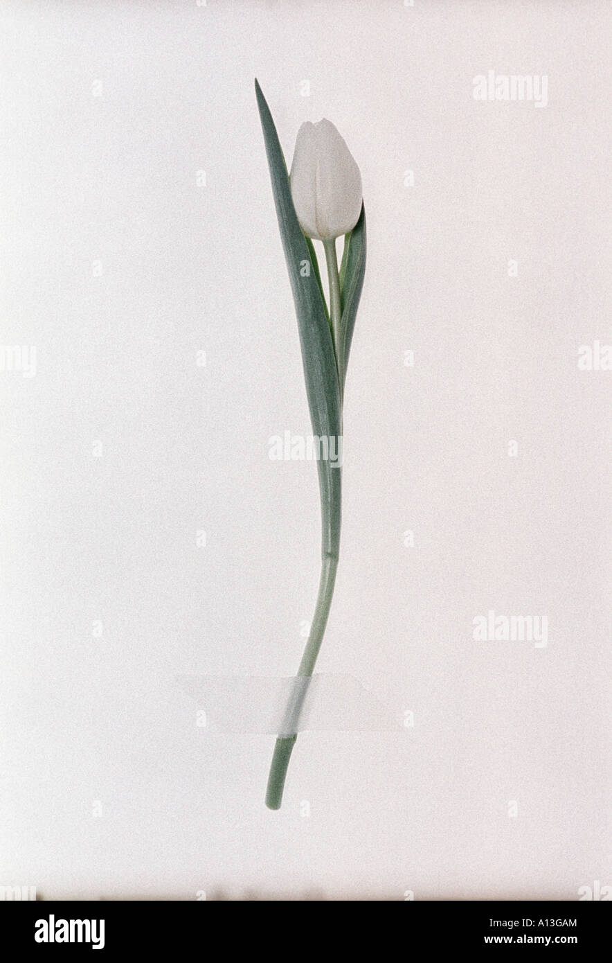 Tulipmania mkII, Lone Tulip On White Background, Studio Shot, Cross Processed E6 Film Stock Photo