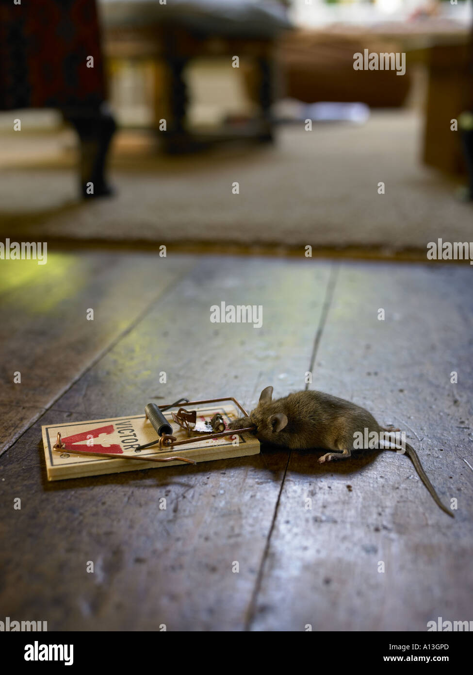 https://c8.alamy.com/comp/A13GPD/dead-mouse-caught-in-spring-trap-in-the-living-room-A13GPD.jpg