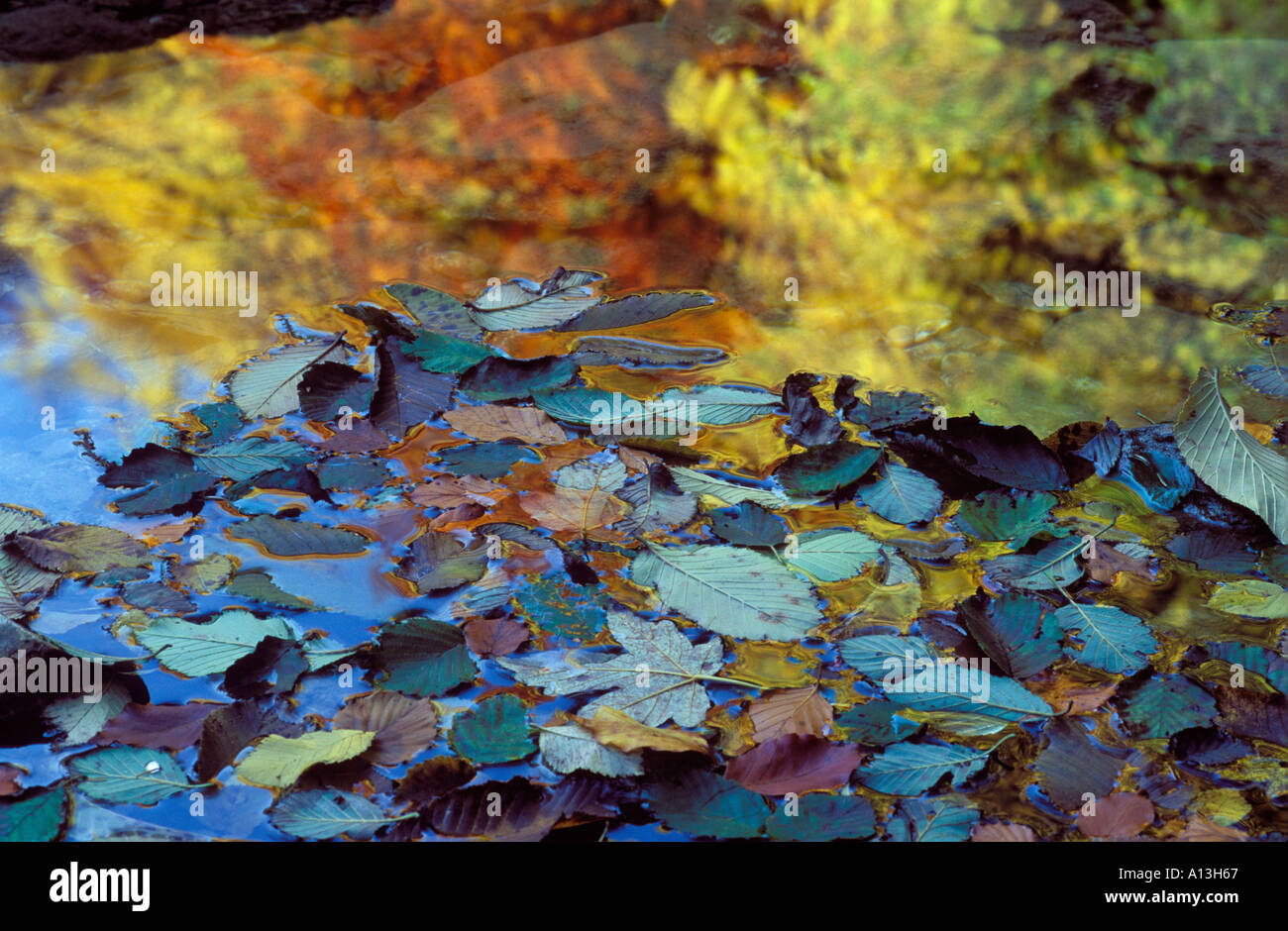 autum leaves in water Bavaria Germany Stock Photo