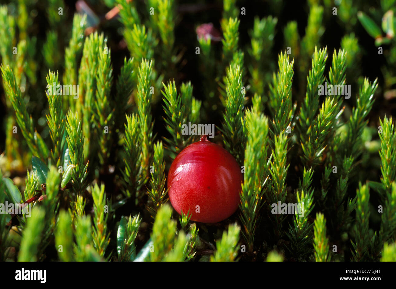 small cranberry Vaccinium oxycoccos Stock Photo