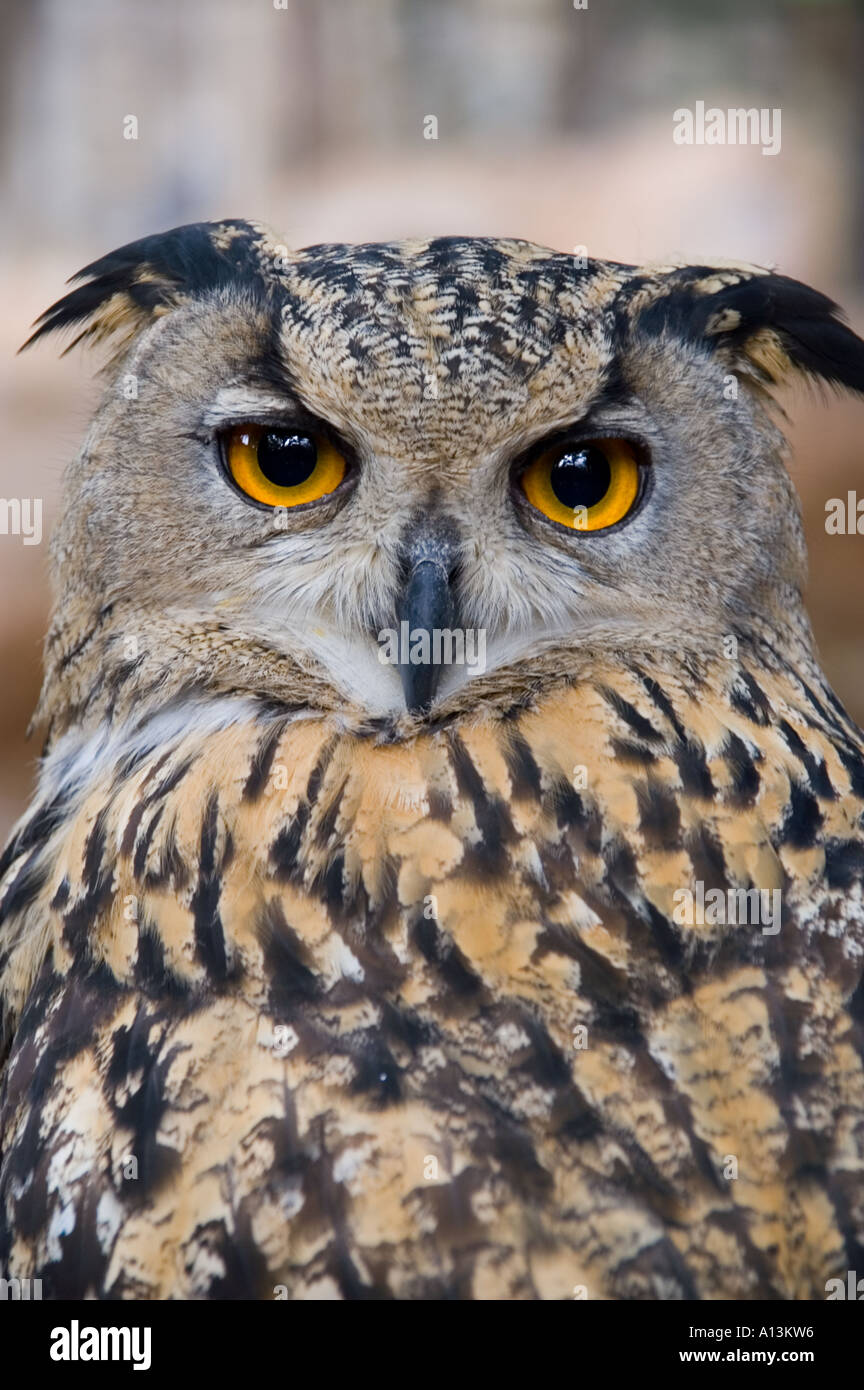 Wise owl hi-res stock photography and images - Alamy