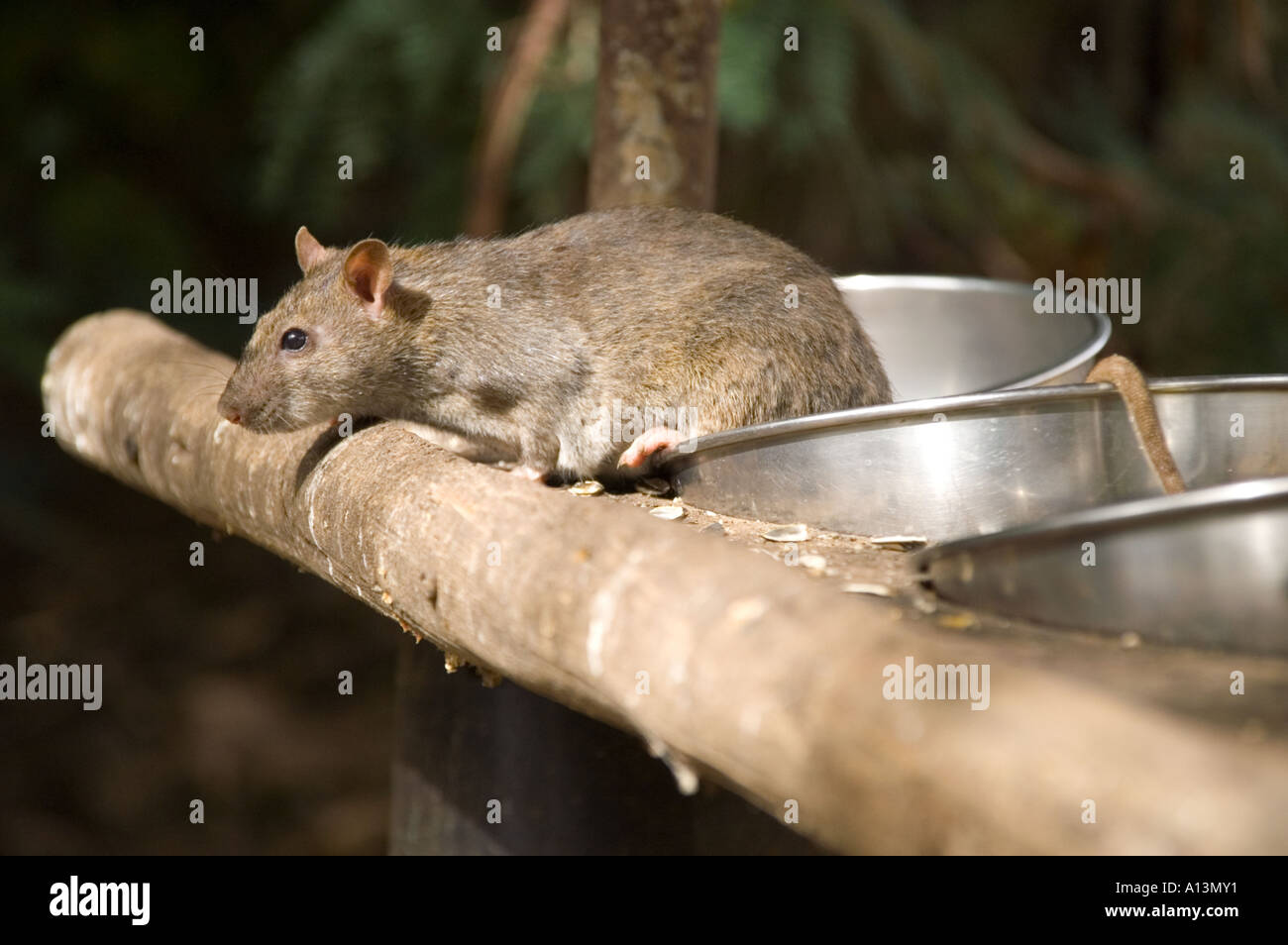 Cactus Feeders Stock Photos Cactus Feeders Stock Images Alamy