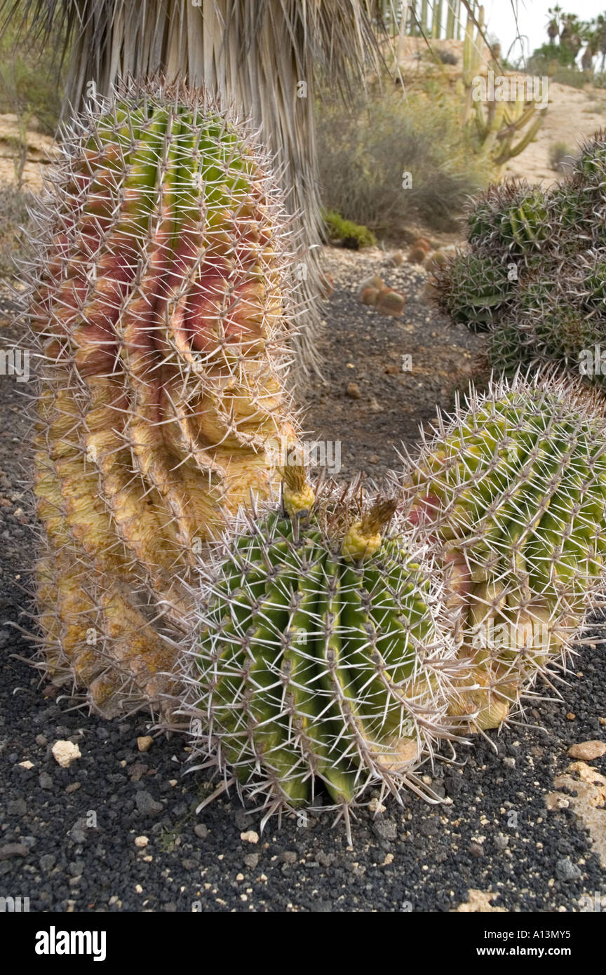 Diseased cacti in Tenerife Canary Islands Stock Photo