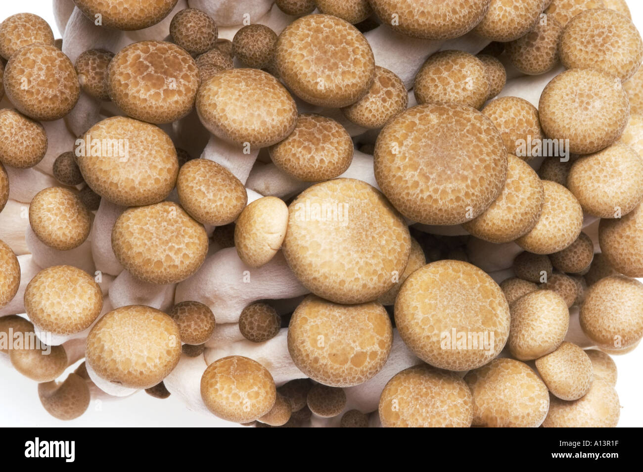 chinese SHIMEJI mushroom cut out object motive cutout picture plain