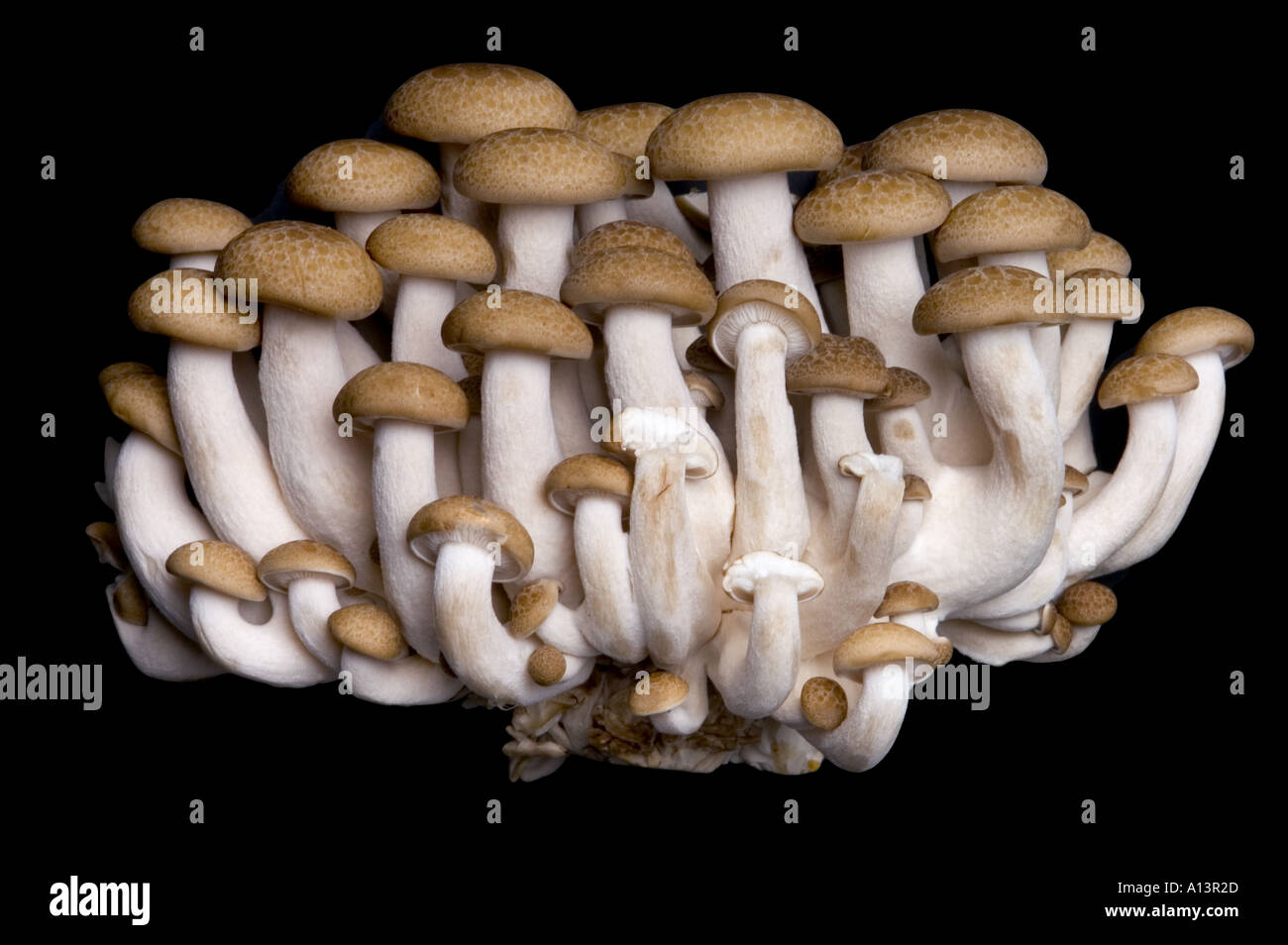 chinese SHIMEJI mushroom cut out object motive cutout picture plain