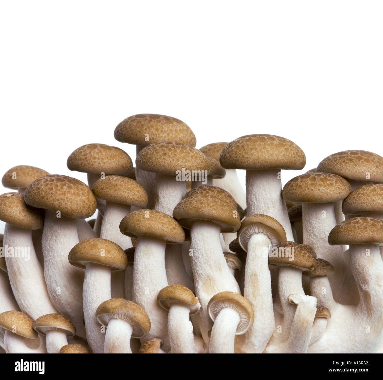 chinese SHIMEJI mushroom cut out object motive cutout picture plain