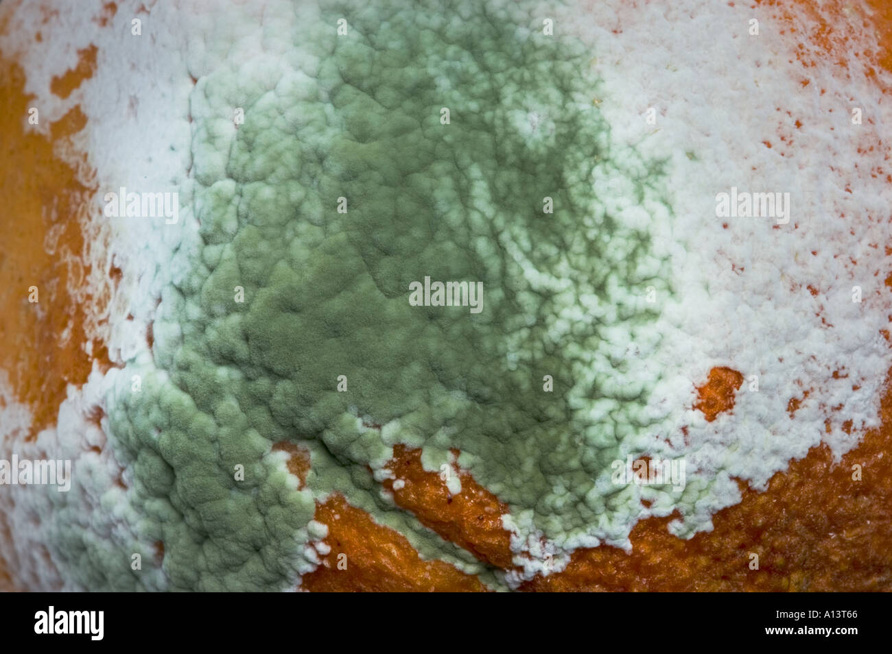 Aspergillus niger hires stock photography and images Alamy