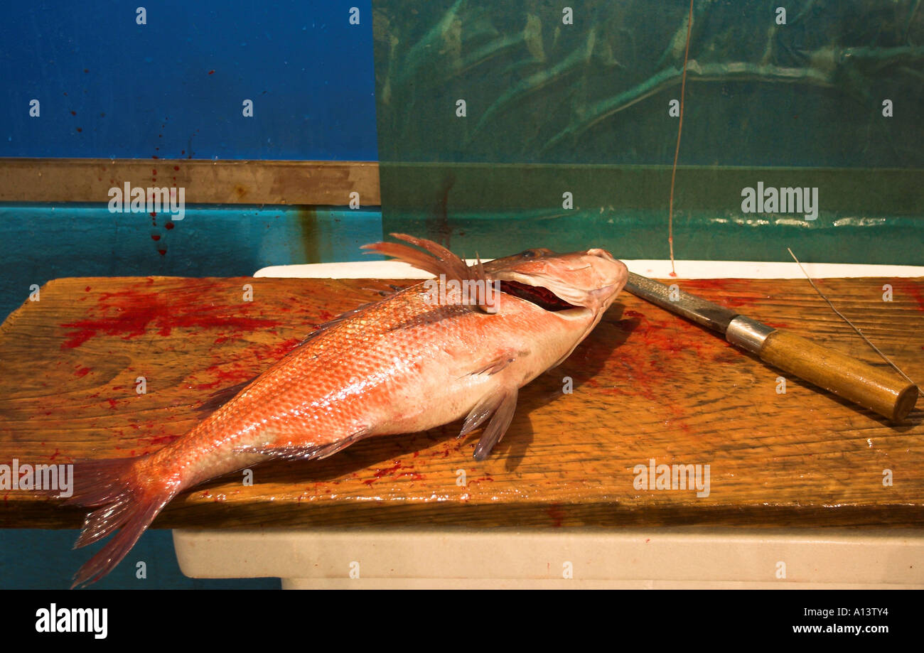 an orange fish and