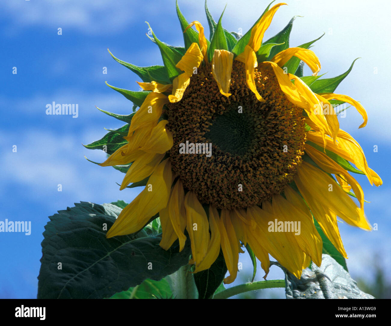 Wilting sunflower High Resolution Stock Photography and Images Alamy