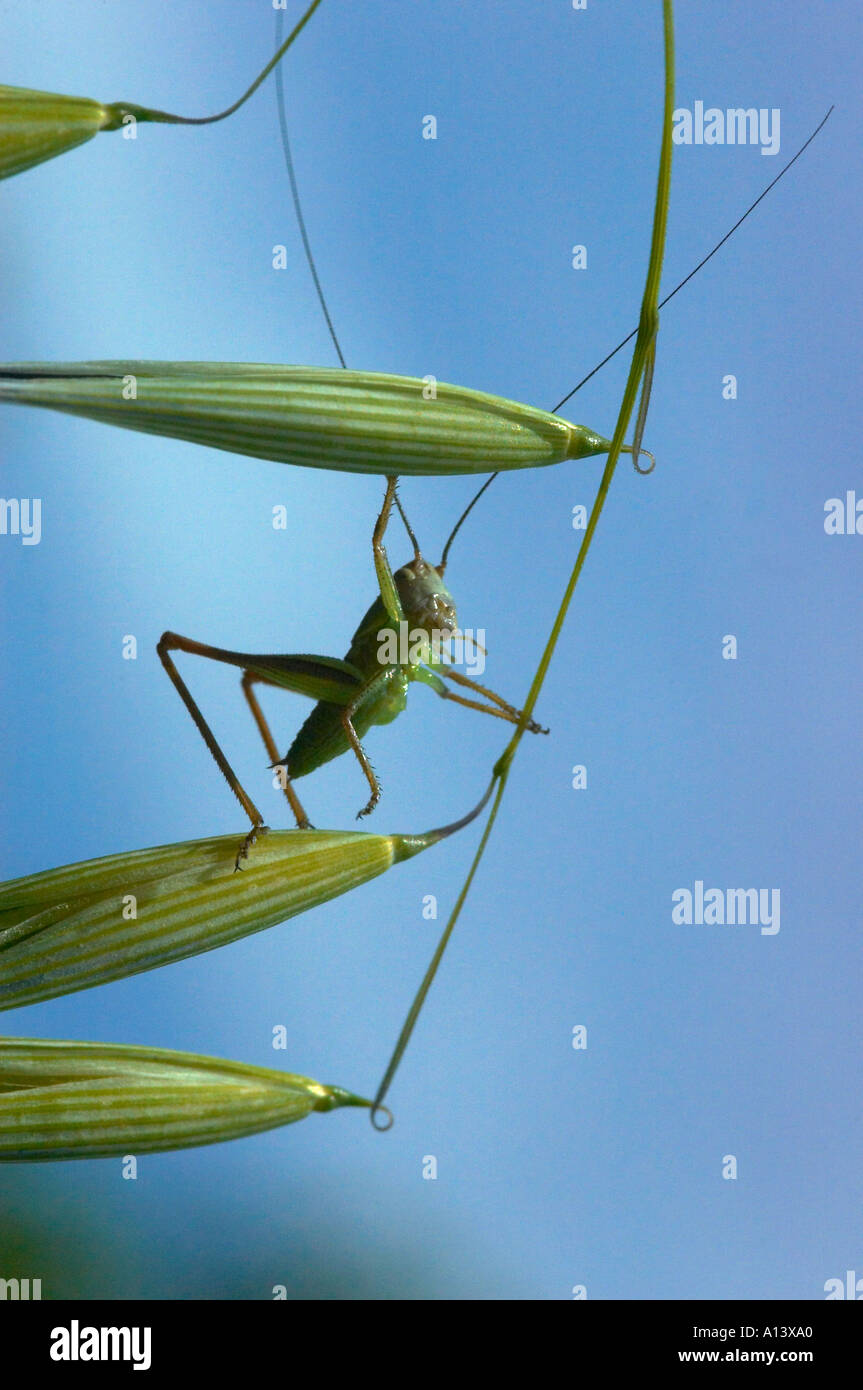 A small cricket aka long horned grasshopper sits on a grass seadhead Stock Photo
