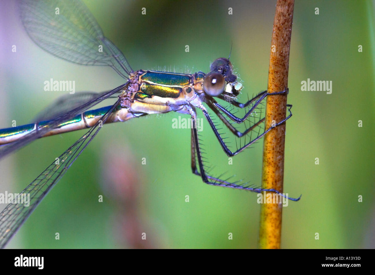 A male Emerald damselfly Lestes sponsa rests on a bullrush stalk Stock Photo