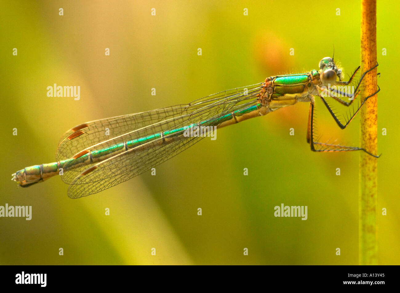 A female Emerald damselfly Lestes sponsa rests on a bullrush stalk near a pond in Epping forest London UK Stock Photo