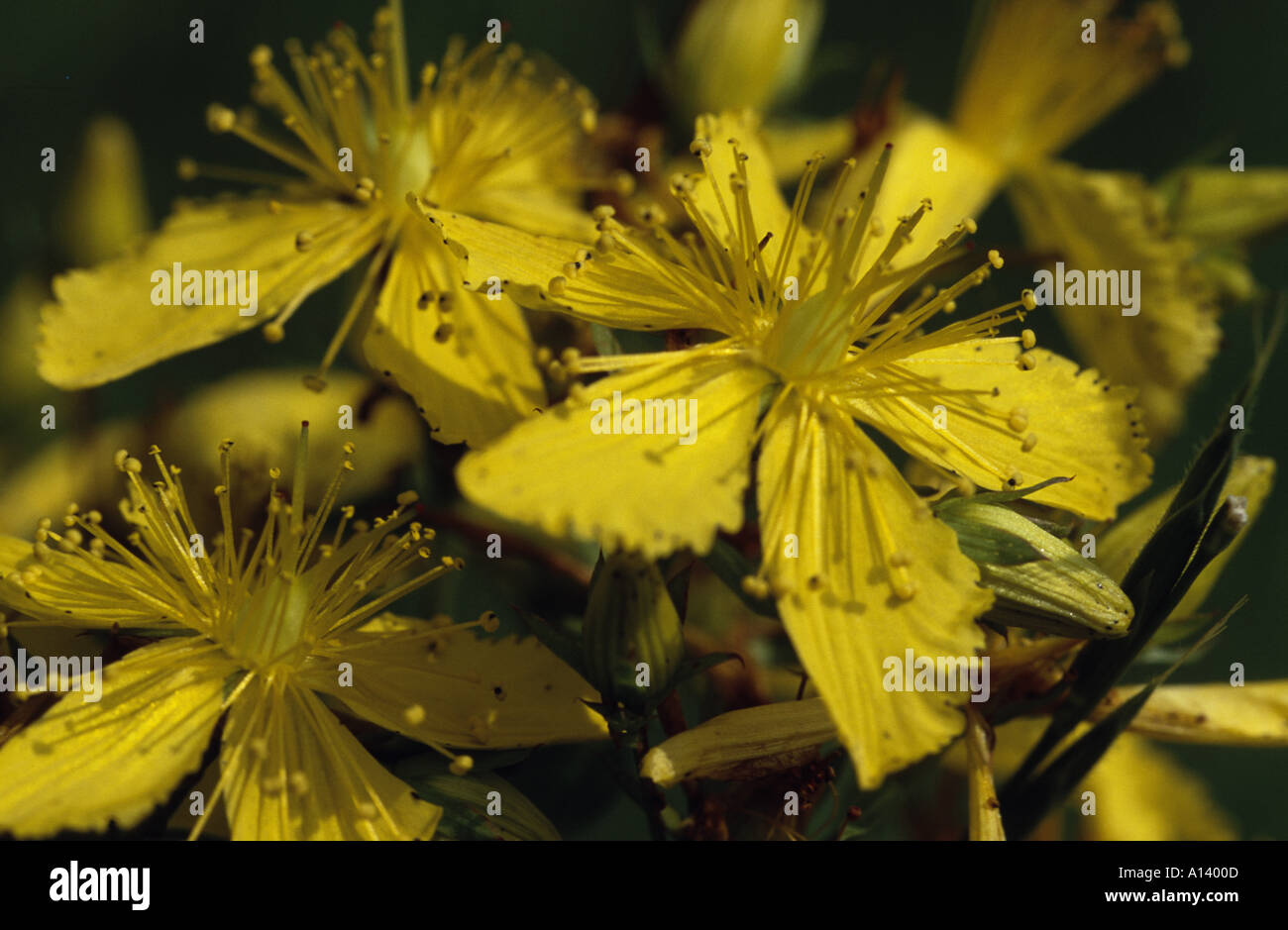 Perforate St Johns Wort Stock Photo - Alamy
