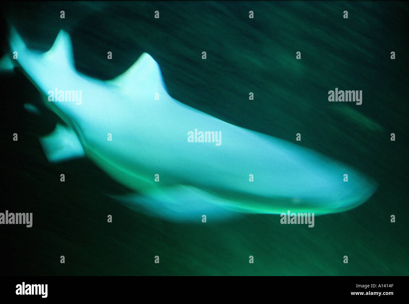 Fast sharks hi-res stock photography and images - Alamy