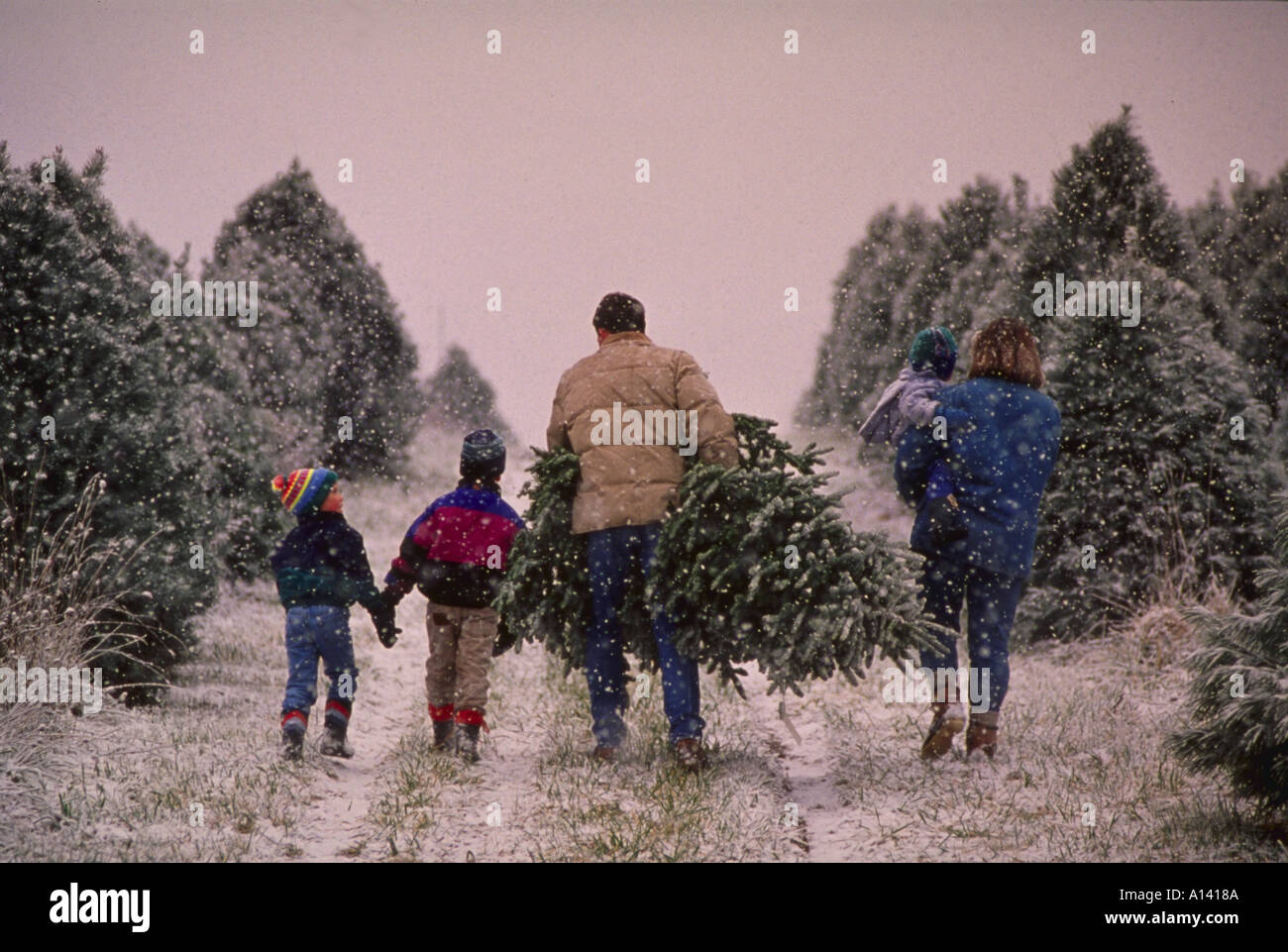 Family cutting down Christmas tree Stock Photo Alamy Christmas Tree Cutting Down