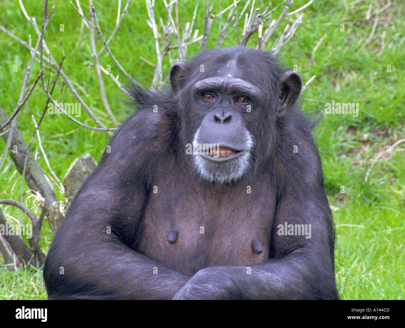 Young ape hires stock photography and images Alamy