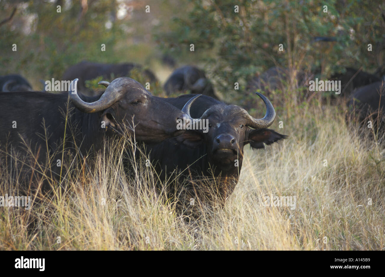 Cape Buffalo Kruger Game Reserve South Africa Stock Photo - Alamy
