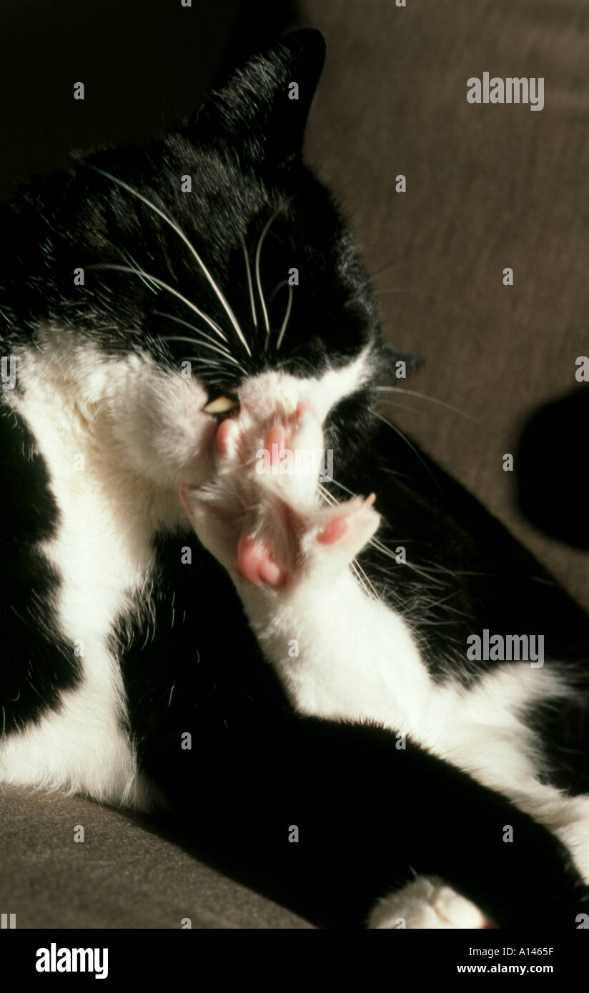 Indoor cat claws hi-res stock photography and images - Alamy