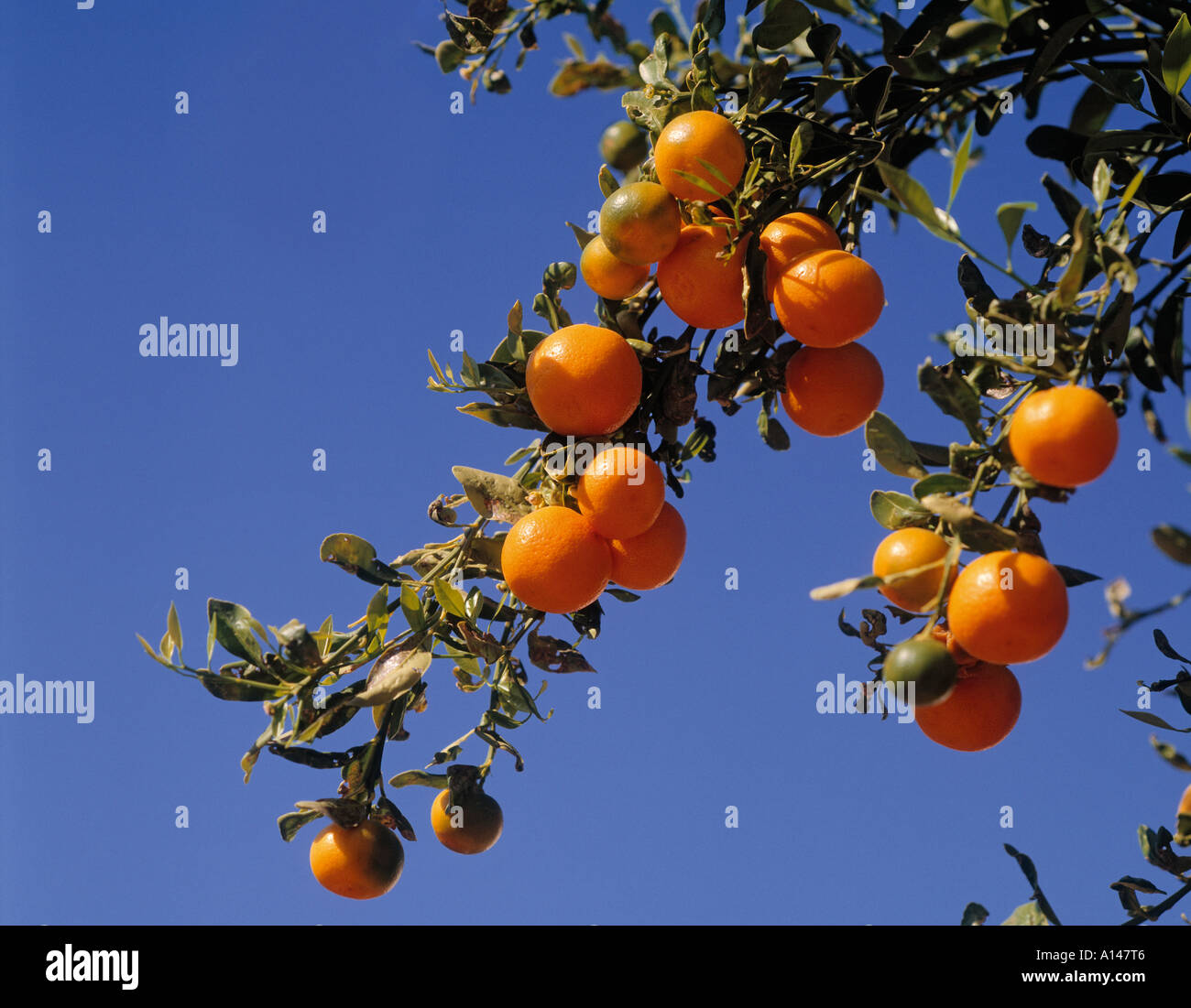 Oranges on orange tree Stock Photo