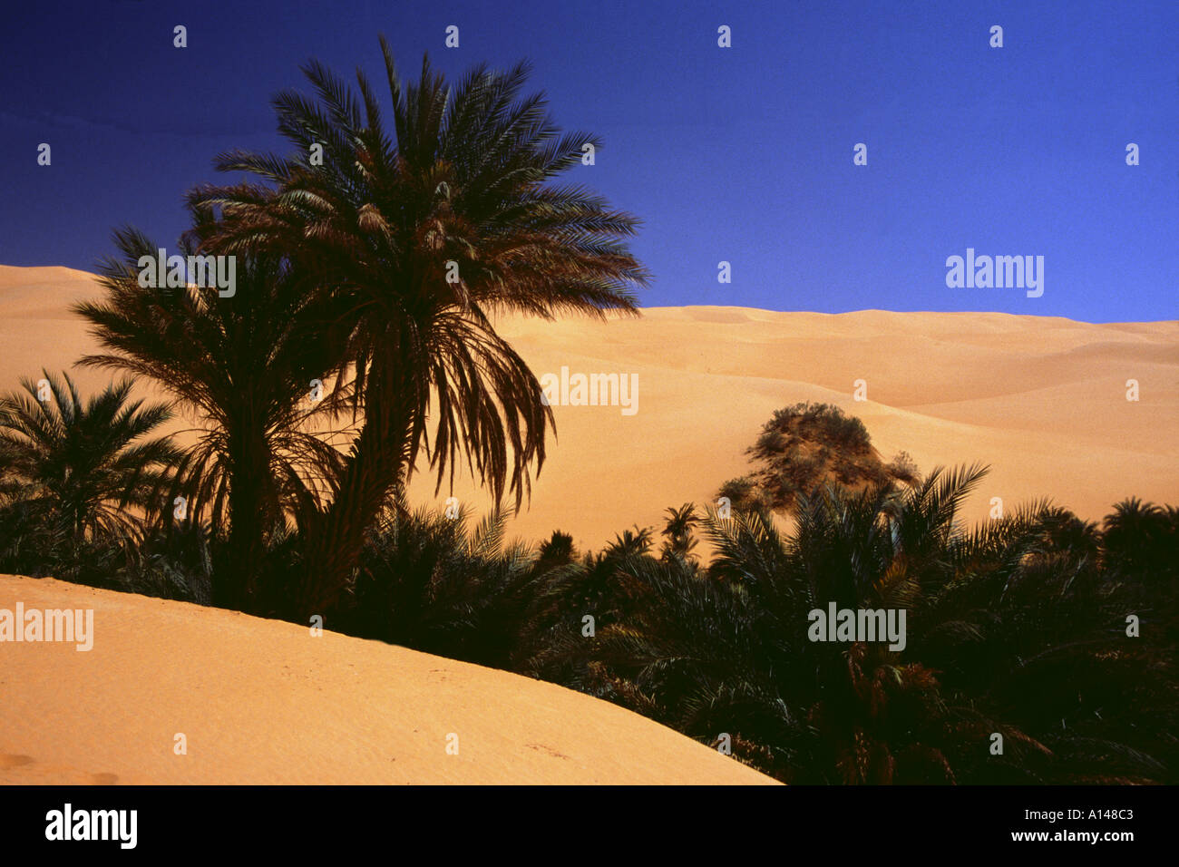 Libya desert Sahara near the lake Um el Ma oasis Stock Photo