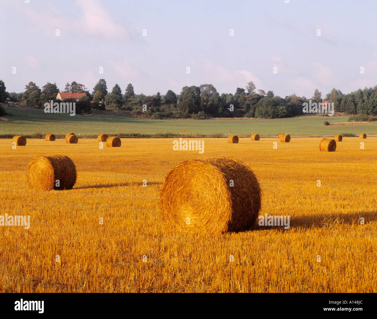 near Stockholm Sweden Country scene with farmhouse and round hay bales Stock Photo