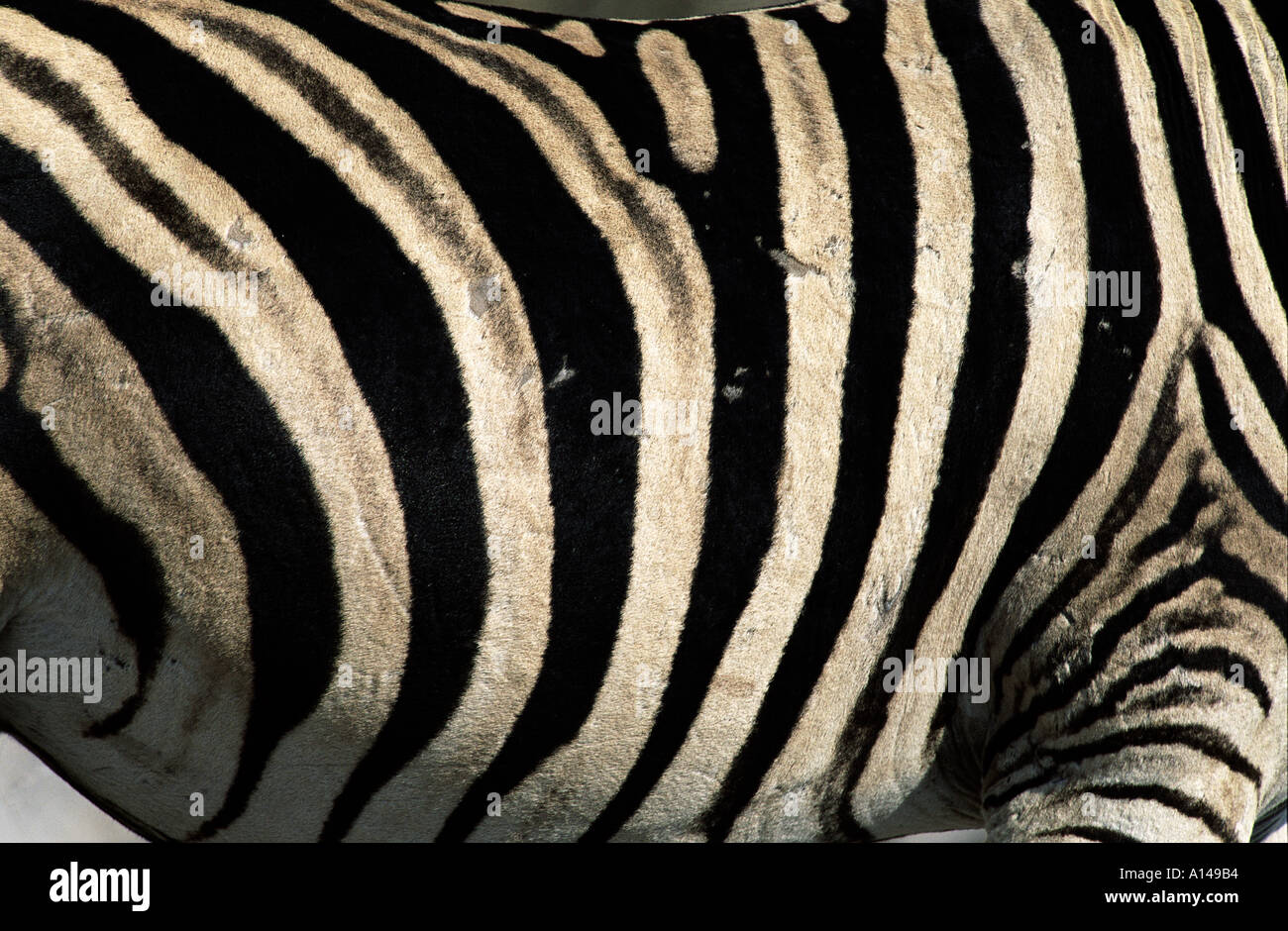 Close up of zebra skin Stock Photo