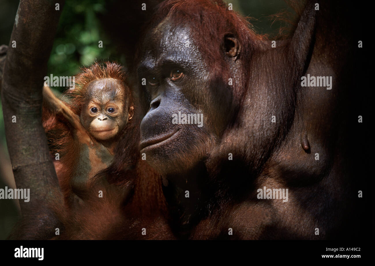 Orangutan mother and baby Tanjung Putting Borneo Stock Photo