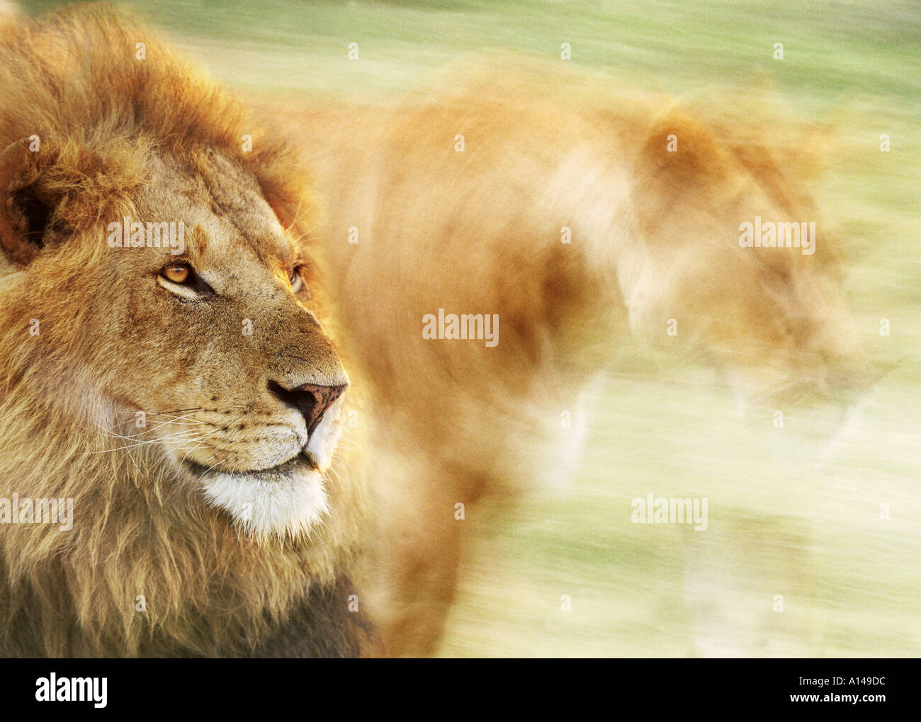 Lion with lioness Stock Photo