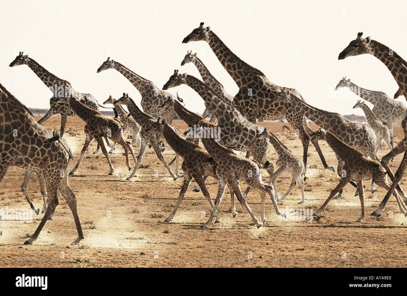 Giraffe Herd Running