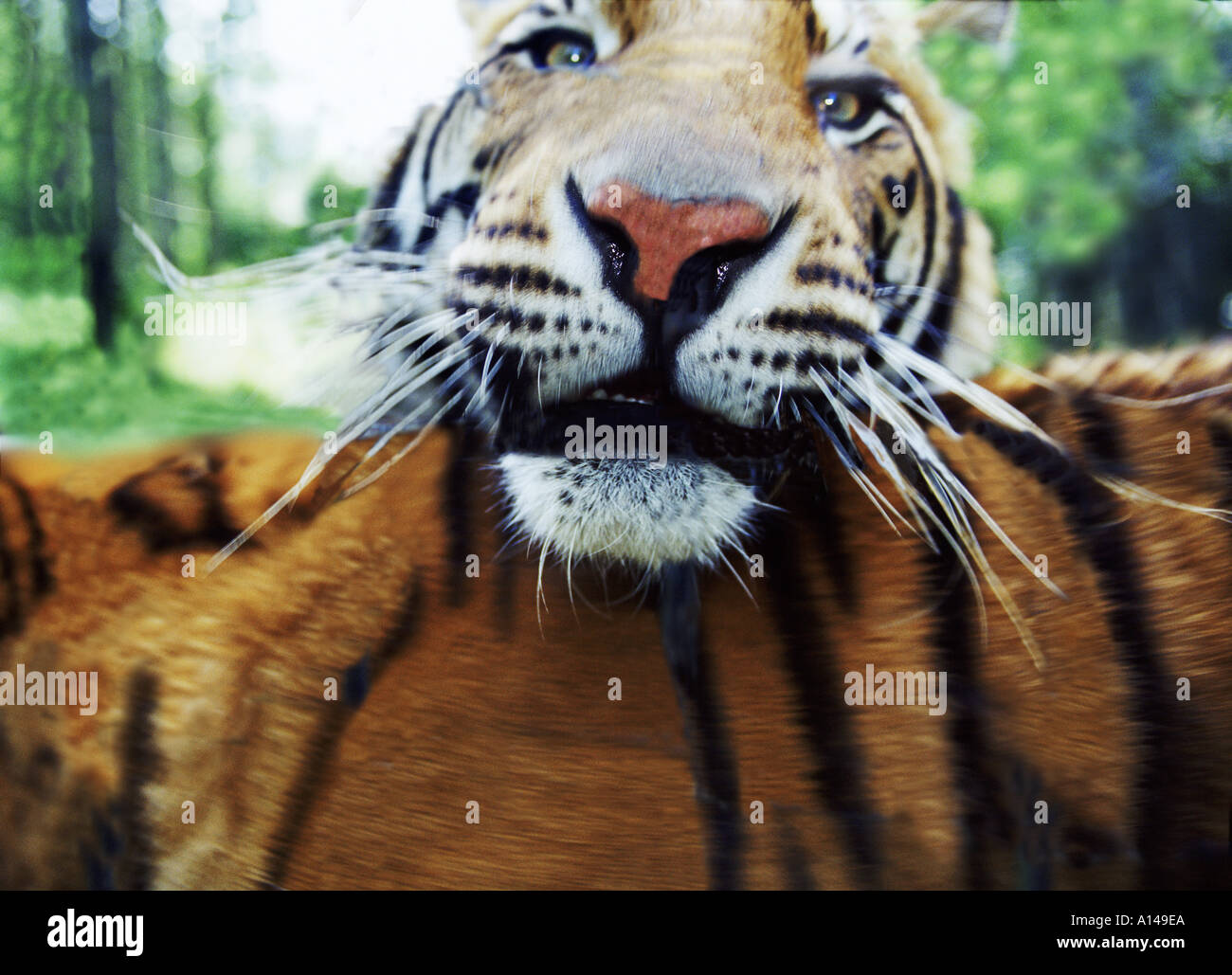 Tiger jumping up Stock Photo