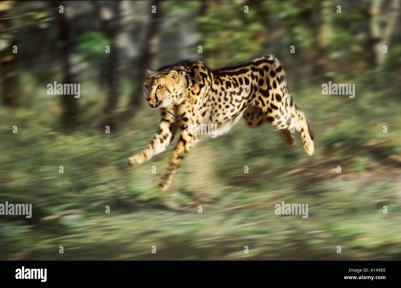 King cheetah running South Africa Stock Photo