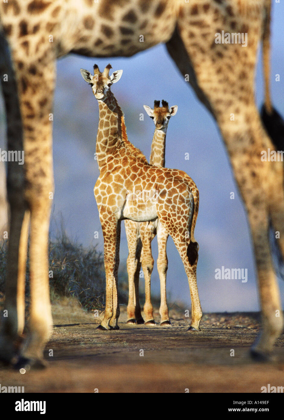 Giraffes framed by the legs of another giraffe South Africa Stock Photo
