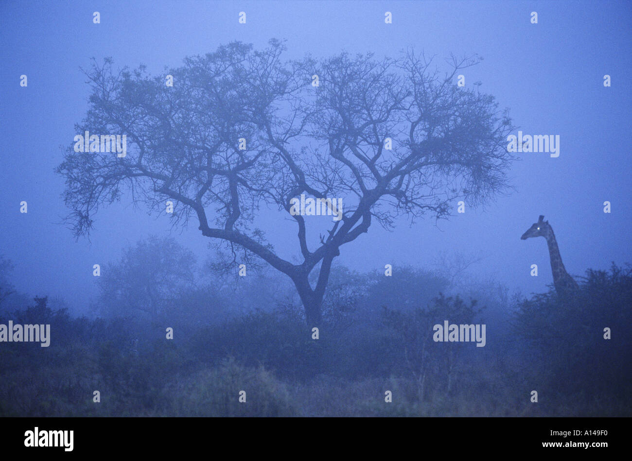 Giraffe in early morning mist South Africa Stock Photo