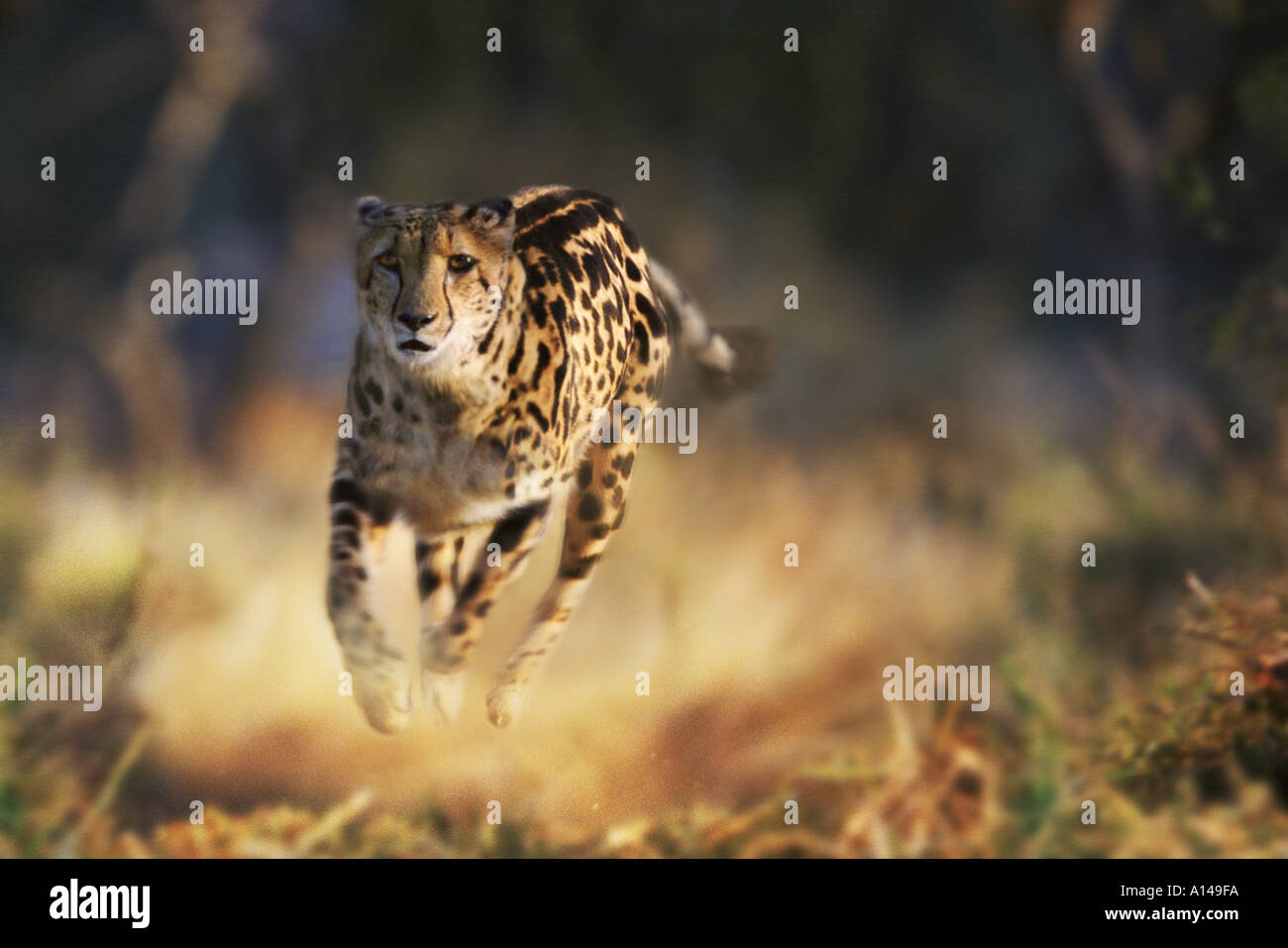 Running king cheetah South Africa Stock Photo