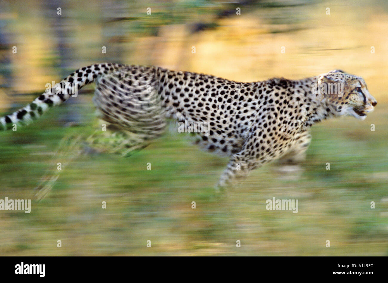 Running cheetah South Africa Stock Photo