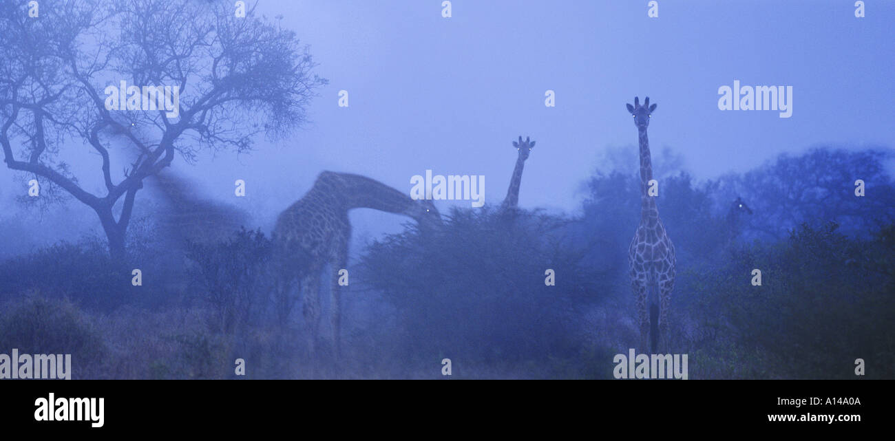 Giraffes tree silhouette africa hi-res stock photography and images - Alamy