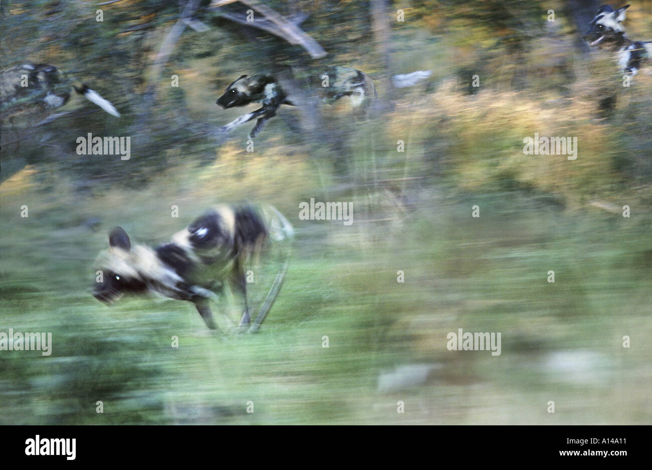 Pack of African wild dogs hunting South Africa Stock Photo Alamy
