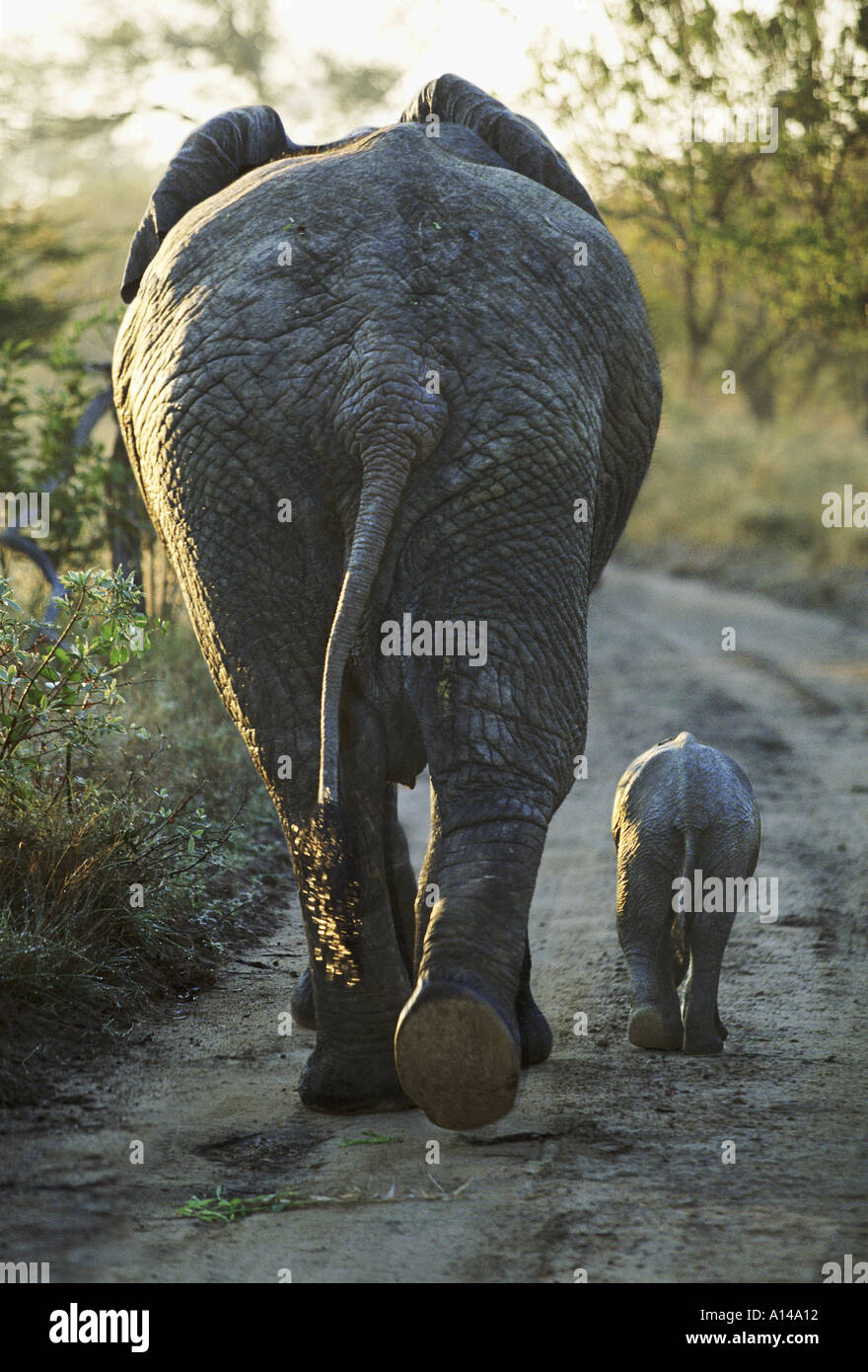 African elephant and calf seen from behind South Africa Stock Photo